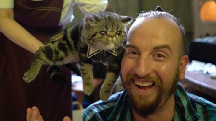海外「不機嫌な顔の猫が可愛すぎて死にそう。」日本の猫カフェに世界が悶絶（海外の反応）