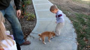 海外「柴犬が一番好き!柴犬最高!なんて幸せにあふれたビデオなんだ…」