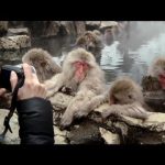 海外「俺も猿に生まれれば」雪景色で温泉に浸かる日本の猿たちが世界で話題に（海外の反応）