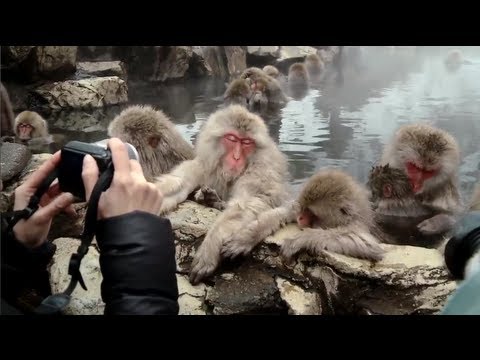 海外「俺も猿に生まれれば」雪景色で温泉に浸かる日本の猿たちが世界で話題に（海外の反応）