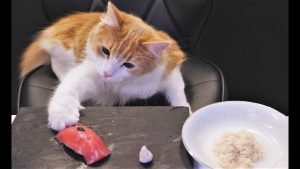 海外「日本人狂ってるぜ!猫が自分よりも良い生活を送っている。」(海外の反応)