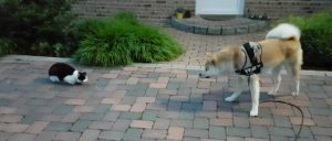 海外「こんにちはハチ公!ちょー可愛い!」外国人が秋田犬にメロメロ(海外の反応)