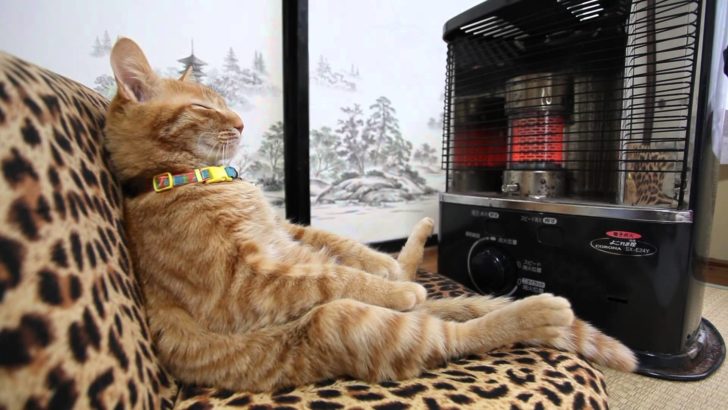 海外「可愛すぎる。この猫こそが将軍だね」日本の猫がストーブで暖まる動画が話題に（海外の反応）