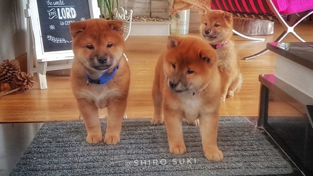 海外「柴犬が欲しくてしょうがない」柴犬の親子の微笑ましい動画に反響（海外の反応）