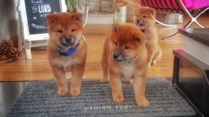 海外「柴犬が欲しくてしょうがない」柴犬の親子の微笑ましい動画に反響(海外の反応)