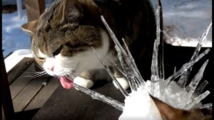 海外「猫が氷で遊ぶなんて!」まるとはなの可愛らしい動画に外国人もメロメロ(海外の反応)