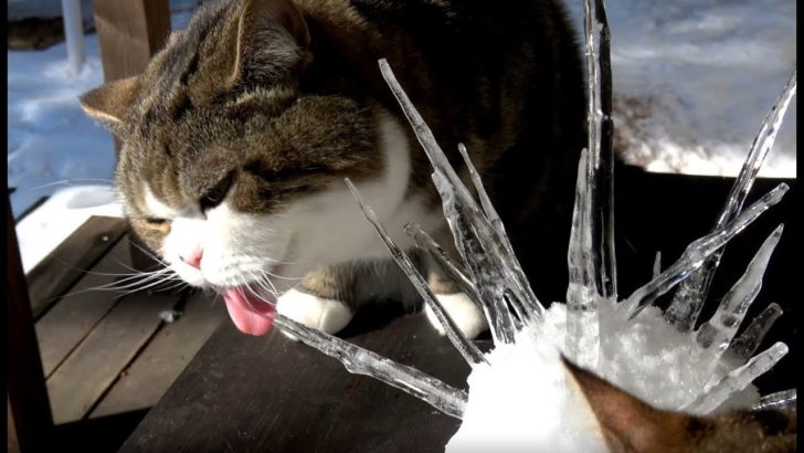 海外「猫が氷で遊ぶなんて！」まるとはなの可愛らしい動画に外国人もメロメロ（海外の反応）
