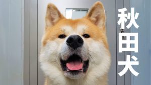 海外「秋田犬は最も頭のいい犬だよ!唯一好きな犬種だよ!」外国人が秋田犬にメロメロ(海外の反応)
