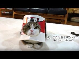 日本の有名な猫に海外もメロメロ「100万匹に1匹の逸材！ベストドレッサー賞！」（海外の反応）
