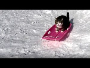 海外「日本の金メダリストか…」雪の中でそりを楽しむ猫の動画が話題に(海外の反応)