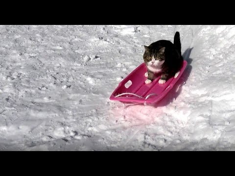 海外「日本の金メダリストか…」雪の中でそりを楽しむ猫の動画が話題に（海外の反応）