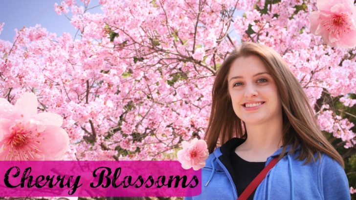 ドイツ人女性が上野公園で花見「綺麗な桜！日本に行くのが待ちきれない！」（海外の反応）