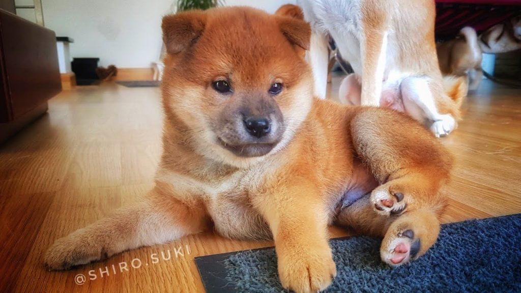 海外「柴犬中毒だ。最高にかわいい！」柴犬の子犬に外国人もメロメロ（海外の反応）