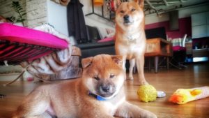 海外「なんて可愛い!」柴犬の子犬のお昼寝動画が可愛いと海外で話題に(海外の反応)