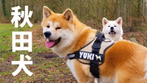 海外「最高な秋田犬!とっても素敵な秋田犬になったね!」秋田犬の誕生日を祝う動画に反響(海外の反応)