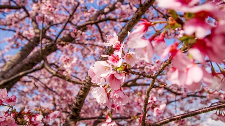 海外「桜は本当に綺麗」東京のお気に入りの花見スポットを外国人が紹介（海外の反応）