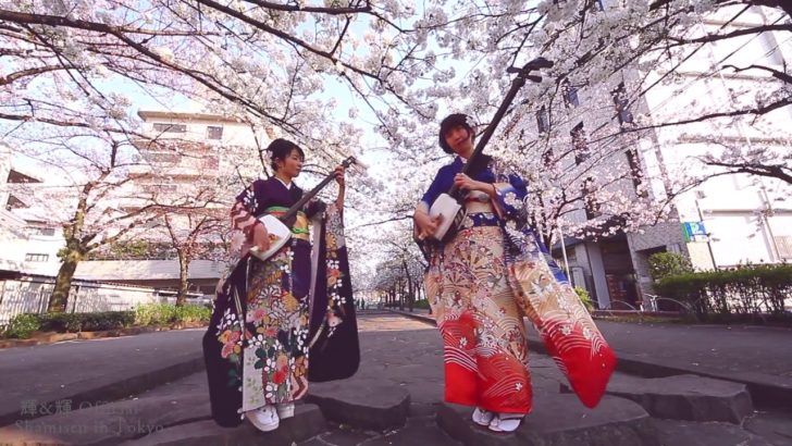 桜の下で三味線を演奏する日本人女性デュオに外国人が感動「最高だ！Rockだ！」（海外の反応）