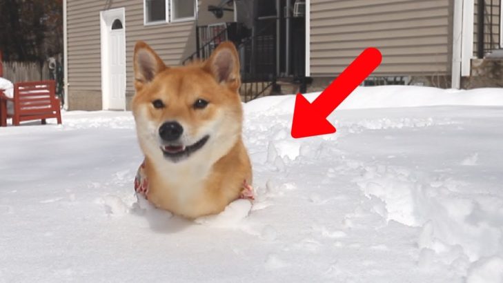 海外「柴犬絶対に一匹ほしい！」雪の中ではしゃぐ柴犬に外国人もメロメロ（海外の反応）