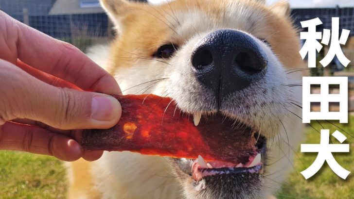 海外「なんて美しい秋田犬なんだ…」秋田犬が15の食べ物に挑戦！（海外の反応）