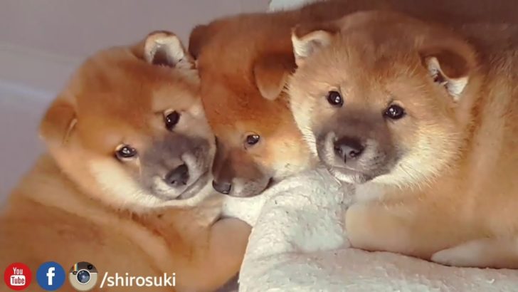 海外「完璧な子犬なんて存在しないと思ってた」柴犬の子犬達のお昼寝動画に反響（海外の反応）
