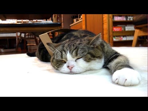 海外「二匹の猫たちによる、平和なひととき…」箱に入る日本の猫の動画に反響（海外の反応）