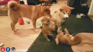 海外「おかげで今日も生きていける…。」柴犬の母犬が子犬をしつけする動画に反響(海外の反応)