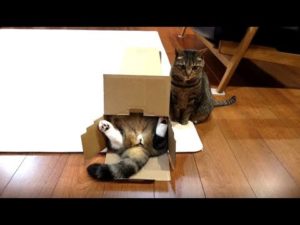 海外「まるは伝説だよ!今までで一番好きな動画!」日本の猫が箱に入って尻尾をフリフリする動画が話題に(海外の反応)
