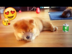 海外「柴犬の子犬トリオ可愛すぎ！」柴犬が遊び疲れてウトウトする姿にメロメロ（海外の反応）