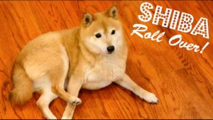 海外「柴犬の動画を見るのがやめられない」柴犬が芸を練習する動画に反響(海外の反応)