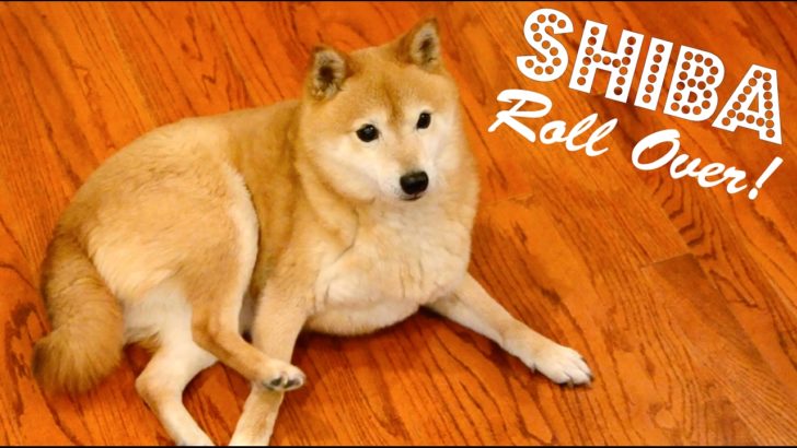 海外「柴犬の動画を見るのがやめられない」柴犬が芸を練習する動画に反響（海外の反応）