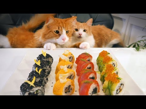 海外「猫も好きだし日本も好き！」寿司を作る日本人とそれを見守る猫に海外から反響（海外の反応）