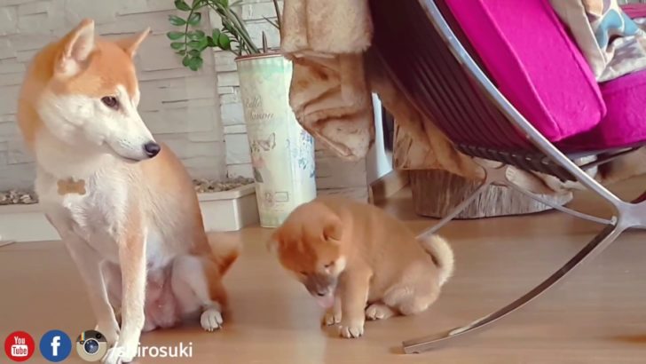 海外「本当に愛らしい」子犬の柴犬が母乳を飲む様子に外国人もメロメロ（海外の反応）