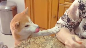 海外「柴犬がイタリア化した」スパゲティを食べる柴犬の可愛さにメロメロ（海外の反応）