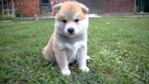 海外「ハチ公みたい！なんて美しいんだ！」秋田犬の子犬の可愛すぎる姿に大きな反響（海外の反応）