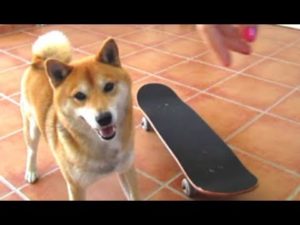 海外「この柴犬、俺よりもスケボー上手い」スケボーを乗りこなす柴犬に絶賛の声(海外の反応)