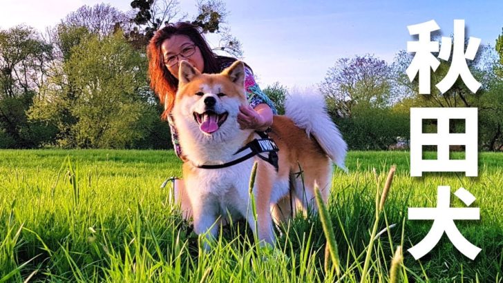 海外「自分の秋田犬を飼える日が楽しみ」ドイツで暮らす秋田犬の動画に絶賛の声（海外の反応）