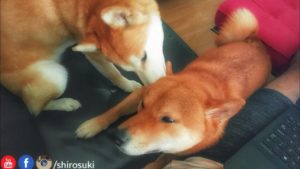 海外「最高のラブストーリー」柴犬夫婦の愛情あふれる動画に反響（海外の反応）