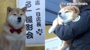 海外「とうとう犬に人生負けた」柴犬まるが新宿伊勢丹の一日店長に（海外の反応）