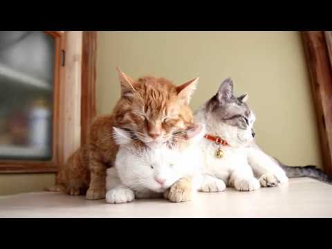 海外「面白い！みんなかわいい」日本の猫がおんぶするようにウトウトする動画に反響（海外の反応）
