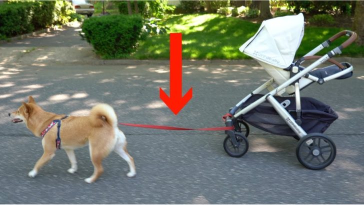 海外「柴犬お利口さん！なんて可愛さ！」柴犬がベビーシッターに挑戦（海外の反応）