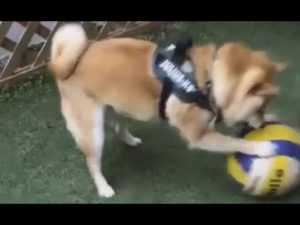 海外「新生クリスティアーノ・ロナウド！」柴犬によるワールドカップに賞賛の声（海外の反応）