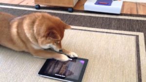 海外「柴犬って賢いね!大好き!」iPadで遊ぶ柴犬の動画に反響(海外の反応)