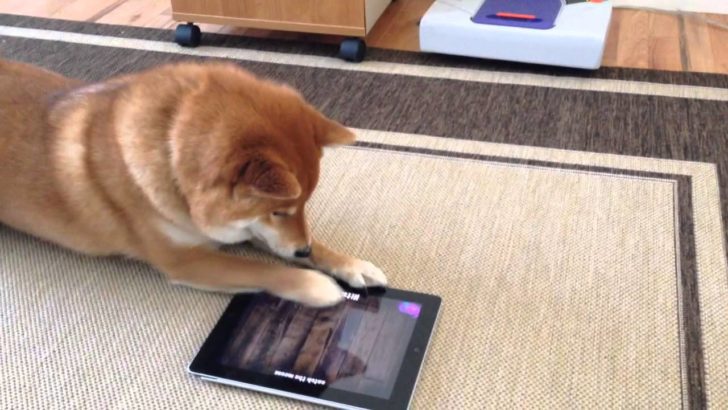 海外「柴犬って賢いね！大好き！」iPadで遊ぶ柴犬の動画に反響（海外の反応）