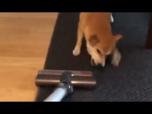 海外「柴犬vs掃除機どっちが勝つの?→次回のドラゴンボールZで分かるよ」(海外の反応)