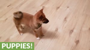 海外「世界で最も純粋な愛と幸せ」柴犬が飼い主をお出迎えする様子が可愛いと話題に(海外の反応)