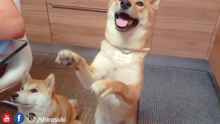 海外「柴犬欲しい！」柴犬が一生懸命バイバイしようとする姿に外国人もメロメロ（海外の反応）