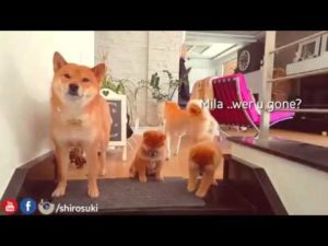 海外「人間のお母さんみたい」柴犬たちが家族写真を撮ろうと奮闘(海外の反応)