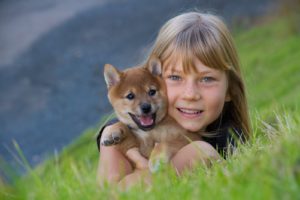 海外「柴犬って楽しそうに遊ぶから、見てて飽きない」子犬の柴犬の動画に反響(海外の反応)