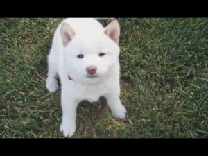海外「柴犬を飼ったら他の犬には戻れない!」子犬の柴犬に外国人もメロメロ(海外の反応)