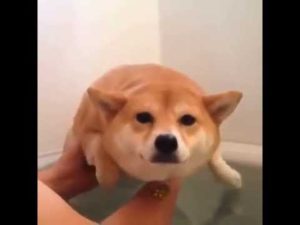 柴犬が空中で犬かきする姿が可愛すぎる【海外の反応】